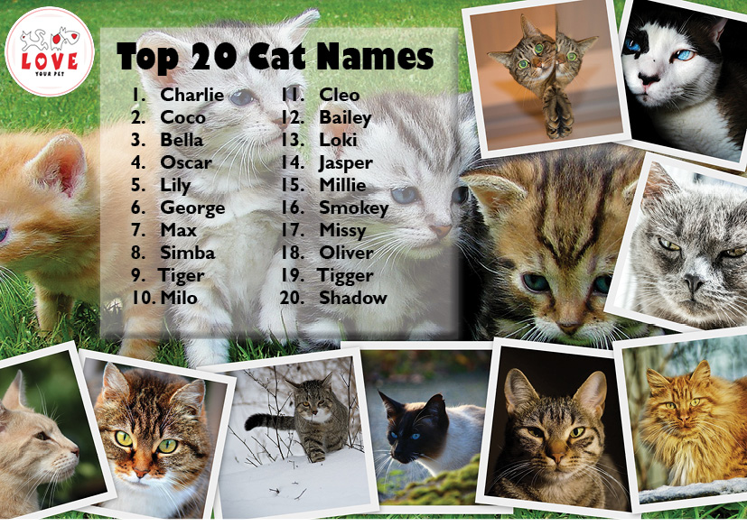 WHAT’S YOUR CAT’S NAME? - Love your pet
